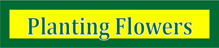 flower planting south philly, flower care philadelphia, tree service philadelphia